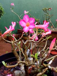 Close-up of pink flowers