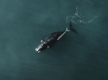 High angle view of turtle swimming in sea