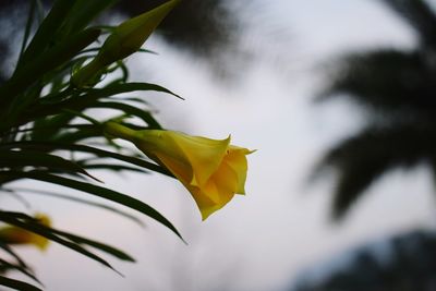 Close-up of yellow flowering plant