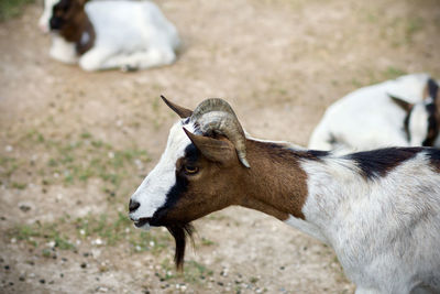 Close-up of a sheep on field