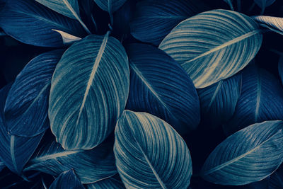 Blue tropical leaves background