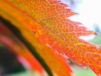 Close-up of red leaf