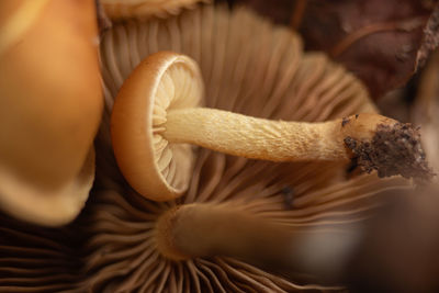 Midsection of woman holding mushroom