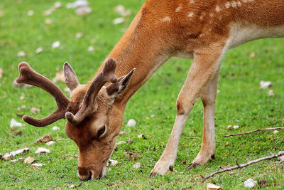 Deer grazing on field