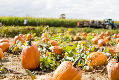 Close-up of pumpkins on field