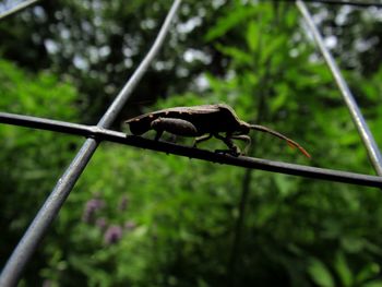 Close-up of snake on metal