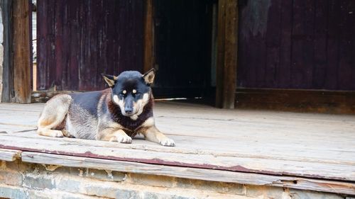 Portrait of dog lying on wood