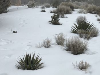 Scenic view of snow covered field