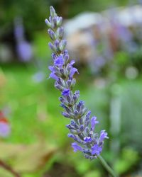 Close-up of purple flowering plant