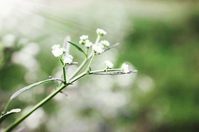 Close-up of butterfly on plant