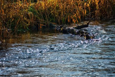 View of ducks in lake