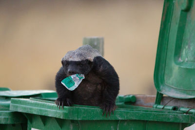 Monkey sitting in a zoo