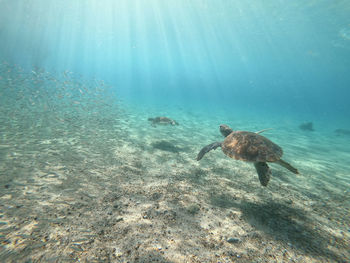 Duck swimming in sea