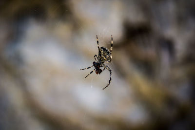 Close-up of spider