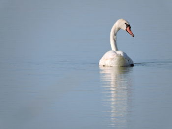 Swan swimming in lake