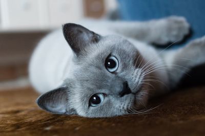 Close-up portrait of cat lying on floor