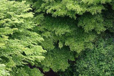 Full frame shot of trees in forest