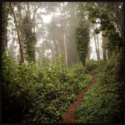 Trees in forest