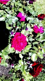 Close-up of red flowers blooming outdoors