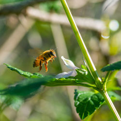 Close-up of bee pollinating on flower