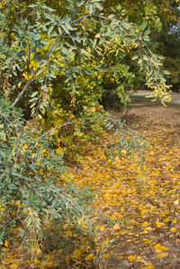 Trees and plants growing on field