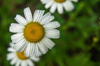 Close-up of white daisy flower