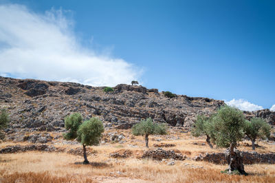 Olive tree. olive tree wild grove on island of rhodes, greece.