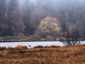 Scenic view of forest
