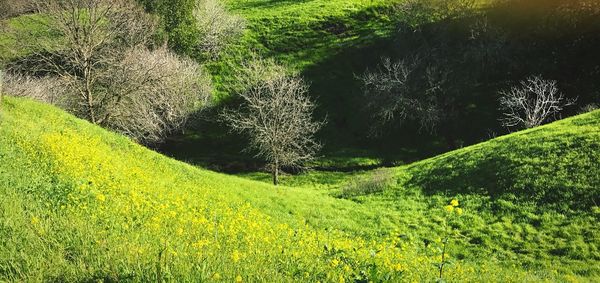 Single tree in field