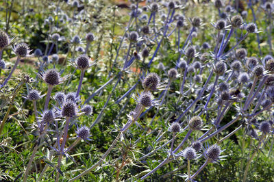 Close-up of purple flowering plants on field