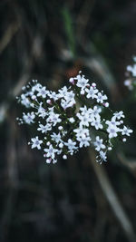 Close-up of snow on plant