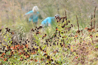 Close-up of birds on plants