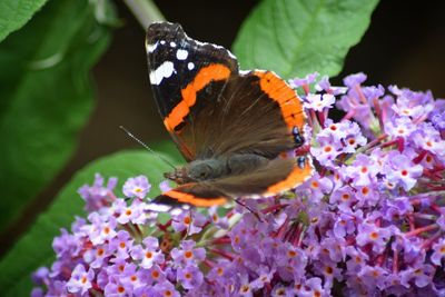Close-up of butterfly perching on plant