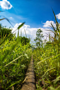 Abandoned railroad 