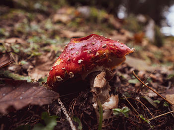 Close-up of red mushroom growing on field