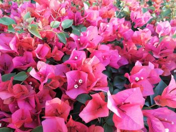 Full frame shot of pink bougainvillea flowers