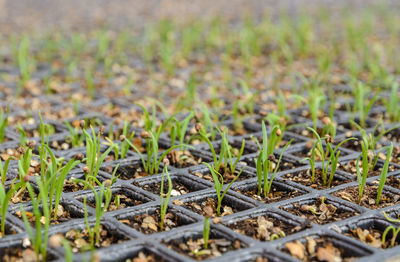 Close-up of grass growing on field