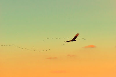 Low angle view of birds flying against sky during sunset