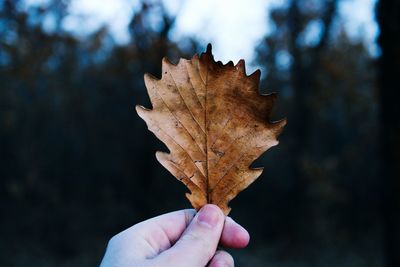 Close-up of hand on maple leaf during autumn