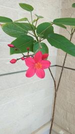 High angle view of pink flowers blooming outdoors