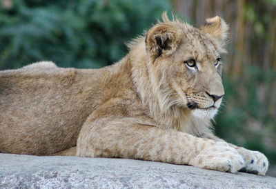 View of a lion looking away