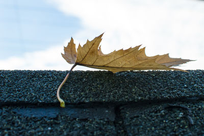 Close-up of autumn leaf on retaining wall against cloudy sky