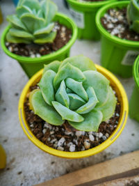 High angle view of potted plant on table