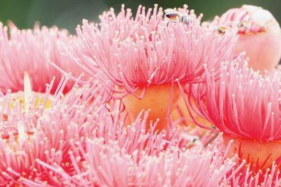 Close-up of pink flowers