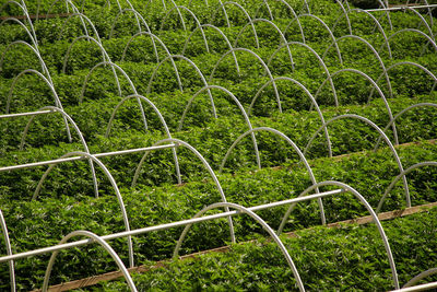 Full frame shot of cannabis plants in greenhouse