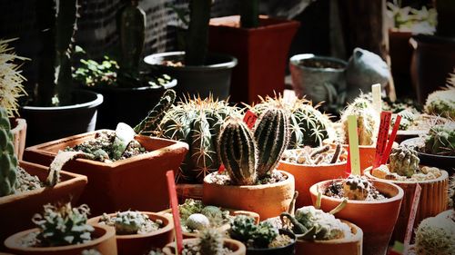 Close-up of potted plants cactus