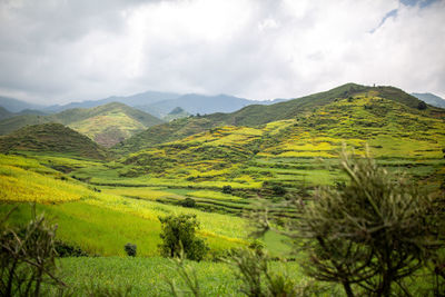 Scenic view of farm against sky