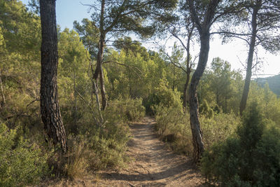 Dirt road amidst trees