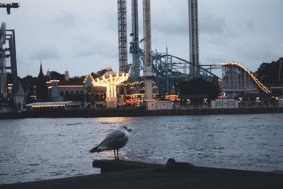 Seagull by sea against sky