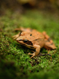 Close-up of frog on land